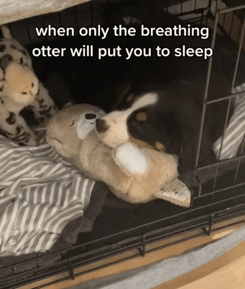 My Breathing Otter™